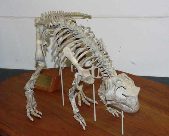 000120 - Psittacosaurus