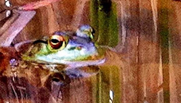 Old frog pond