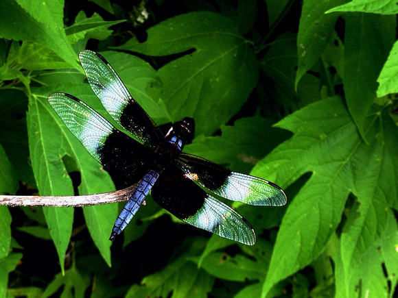 Dragonfly rising<br/>everything shining<br/>in the wind