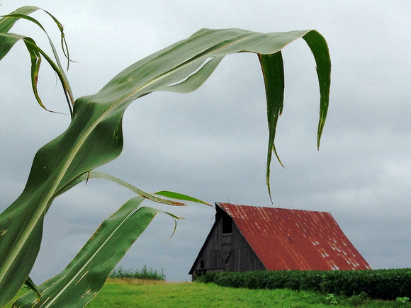 Corn Stalking the Barn